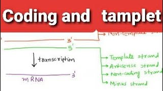 Coding Strand and NonCoding StrandStructure OF GeneDifference between Sense and Antisense strand [upl. by Hedges]