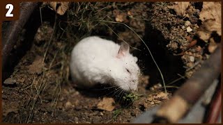 ep2 2nd month  True Naturalistic Hamster Cage no wood bedding [upl. by Plume860]