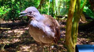 The Amazing Lyrebird The Best Songbird  طائرالقثارة أفضل طائر مغرد [upl. by Notsuj]