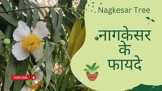 नागकेसर के फायदे आर्युवेद l Information about Nagkesar Tree [upl. by Alleuqcaj]