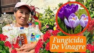 FUNGICIDA POTENTE para Eliminar HONGOS en tus PLANTAS con El VINAGRE  FUNGICIDA CASERO [upl. by Roosnam]