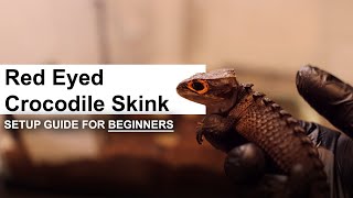 Complete Red Eyed Crocodile Skinks Care and Setup Guide for Beginners  GECKOPIA [upl. by Iffar590]