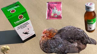 Tribrissen Oral Suspension for the Treatment of Bacterial Diseases in Poultry  Polymicin  DrARSHAD [upl. by Erdrich187]