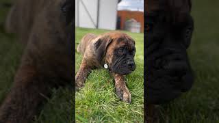 Cutest bullmastiff puppy you have ever seen cute dog pets [upl. by Phira]