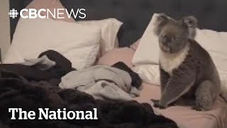 TheMoment an Australian couple found a koala in their bed [upl. by Knorring]