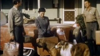 Lassie  Episode 407  quotThe Homesick Houndquot Season 12 Ep 22  02131966 [upl. by Maxfield]