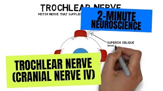 2Minute Neuroscience Trochlear Nerve Cranial Nerve IV [upl. by Angelle]