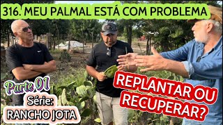 316 MEU PALMAL ESTÁ COM PROBLEMA REPLANTO OU RECUPERO  SÉRIE RANCHO JOTA  Parte 01 [upl. by Reinnej371]