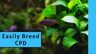 HOW TO BREED CELESTIAL PEARL DANIO  Breeding Celestial Pearl Danios CPD Part 1 [upl. by Ahsiemal]