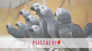 Psittacus Catalonia instalaciones de incubación artificial y nursería de loros grises [upl. by Zahc]