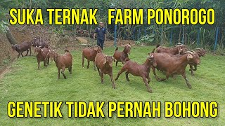 PETERNAKAN KAMBING BOER DAN KALAHARI SUKA TERNAK FARM PONOROGO  GENETIK TIDAK PERNAH BOHONG [upl. by Shanda853]