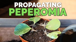 How to Propagate Peperomia 2 Easy Methods [upl. by Gnoix779]