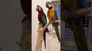 Talking Macaw talkingmacaw macaw parrot parrotlover ytshorts shorts mrsohailpets [upl. by Maffa]