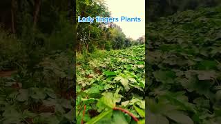 Lady fingers Plant  Plantation  trending viralvideo reels nature [upl. by Rebak]