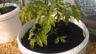 How to grow tomatoes in the UK part two [upl. by Orlan]