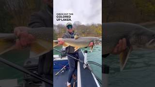 Big Lake Trout caught on the bead  product info in the description fishingshorts [upl. by Tsugua]