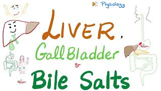 Bile Acids Bile Salts — Lipid Emulsification — Liver amp Gallbladder — GI Physiology amp Biochemistry [upl. by Norwood]