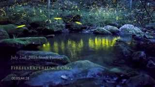 Tennessee Fireflies Real Time Stock Footage of Synchronous Fireflies 2 [upl. by Iba]