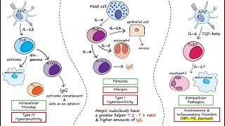 Helper T Cells [upl. by Llenrahs]