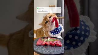 The cat actually eat it  ASMR Cat Mukbang 🥩🦌asmr cat asmrsounds mukbang catmukbangshorts [upl. by Soraya]