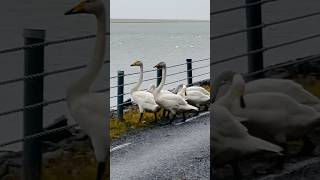 Whooper Swan swans  seabird birdspotting birding birders nature [upl. by Enelloc174]