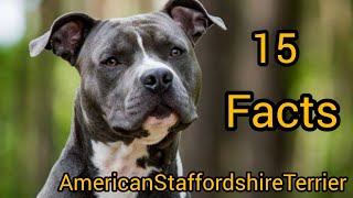 AmericanStaffordshireTerrier Health care Dog Interesting And Amazing FACTS [upl. by Tortosa]