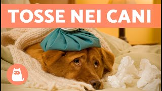 9 RIMEDI DOMESTICI per la TOSSE nei CANI 🐶✅ Consigliati dai Veterinari [upl. by Mikol]