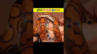 दुनियां के सबसे सुंदर Snake🐍 The most beautiful snake found in the world  snake shorts facts [upl. by Tate]