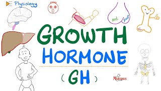 Growth Hormone GH  Somatotropin  Dwarfism Gigantism Acromegaly  Endocrine Physiology [upl. by Lrem955]