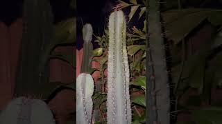 Night blooming cereus cacti [upl. by Luisa385]