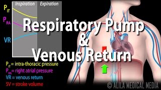 How Respiratory Pump Affects Venous Return Animation [upl. by Aissert]