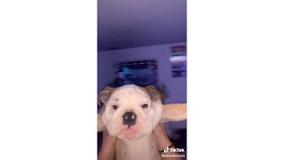 WAKEY WAKEY ITS TIME FOR SCHOOL TIKTOK AUDIO PETS EDITION [upl. by Prue975]