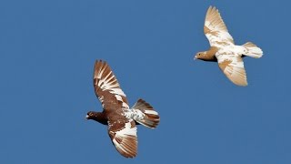 Racing Pigeons [upl. by Aysab]