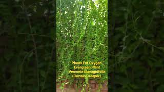 Plants For Oxygen Evergreen PlantVernonia Elaeagnifolia  Curtain Creeper [upl. by Okoy]