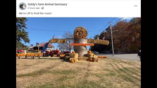 Goldys Farm Animal Sanctuary for FB by ET Off To The Maze [upl. by Kendy]