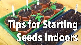 Top Tips for Starting Seeds Indoors [upl. by Llerrej327]