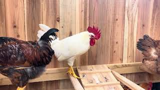 Proud Rooster farming rooster roostercrowingsoundeffect homestead chicken [upl. by Ameen]