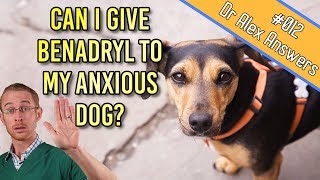 Can You Give Benadryl to a Dog for Anxiety Treatment  Dog Health Vet Advice [upl. by Ana]