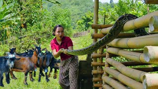 Giant python appears again Python attacks goat Girl faces giant python [upl. by Rhonda86]