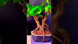 Banyan Tree Bonsai bonsai bonsaitree [upl. by Orwin]