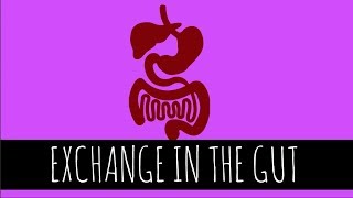 Exchange In The Gut  Adaptations  GCSE Biology [upl. by Marala]