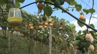 Fruta Granadilla para Exportación en Huila Colombia TvAgro por Juan Gonzalo Angel [upl. by Naired605]