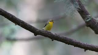 绿背姬鹟 Greenbacked Flycatcher [upl. by Akinna84]