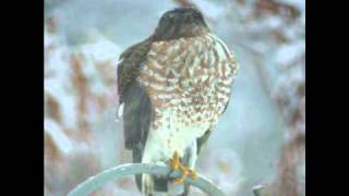 Juvenile Sharpshinned Hawk [upl. by Dotti882]