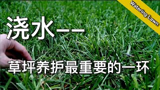 草坪浇水的知识和技巧  草坪养护最重要的一环  how to water lawn properly  尅尅amp凯西的后花园 [upl. by Durrell]