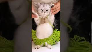 Hilarious Cat Bellydance on Nora fatai dance cat norafatehi bellydance shorts funny catworld [upl. by Godding]