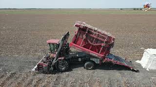 Picking Cotton near Beasley Texas  Case IH 635 Module Express Cotton Picker [upl. by Sivaj]