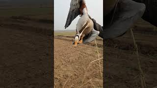 Bar Headed Goose  Hunting videos  shikar  Sameerhunter  goose migration barheadedgoose [upl. by Daniell373]