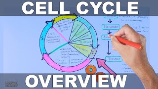 Cell Cycle  Overview [upl. by Valerie]