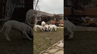 Dogo argentino puppies Lithuania dogoargentinopuppies [upl. by Euhsoj]